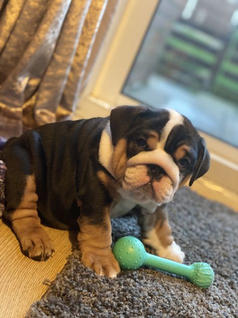 Black English Bulldog, Baby English Bulldogs, Random Animals, White Bulldog, Beautiful Puppies, Dream Life House, English Bulldog Puppy, Puppy Adoption, Bad Bunny