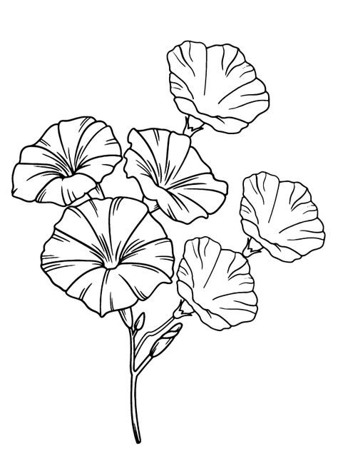 Morning Glory Printable Coloring Page Morning Glory Black And White, Morning Glory Line Drawing, Morning Glory Outline, Morning Glory Flowers Drawing, Morning Glory Drawing, Personal Tattoos, Morning Glory Tattoo, Morning Glory Design, Rose Coloring Pages