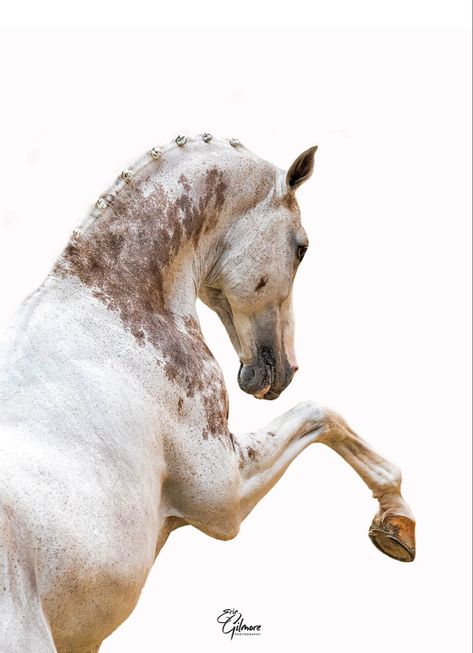 Gray Horse, Equine Portraits, Horse Anatomy, Fine Art Portraiture, Equestrian Art, Andalusian Horse, Most Beautiful Horses, Grey Horse, Horse Drawings