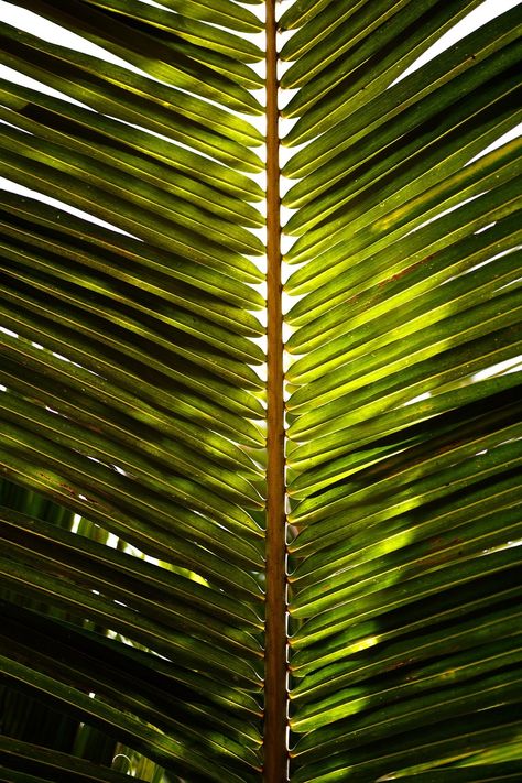 Coconut Leaves, Pattern Photography, Tree Textures, Palm Leaves Pattern, Palm Trees Beach, Letter X, Leaf Texture, Mood And Tone, Composition Photography