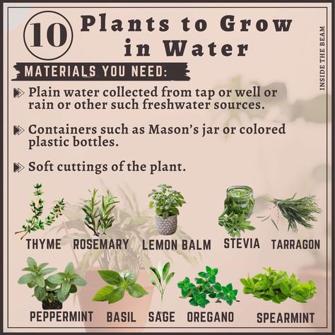 Herbs Grown In Water, Herbs To Grow In Water, Herbs You Can Grow In Water, Hydroponic Herbs, Growing Rosemary, Prayer Plant, Hydroponic Gardening, Propagating Plants, Lemon Balm