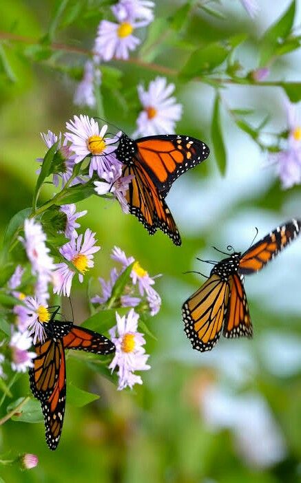 Butterfly Migration, Flying Butterflies, Beautiful Butterfly Photography, Butterfly Wallpaper Backgrounds, Spring Pictures, Monarch Butterflies, Butterfly Effect, Animal Projects, Ap Art