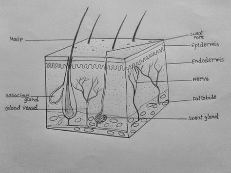 DRAW IT NEAT : How to draw skin LS Drawing Biology, Biology Drawing, Biology Diagrams, Study Biology, Basic Anatomy And Physiology, Nurse Study Notes, Skin Drawing, Nursing Student Tips, Biology Facts