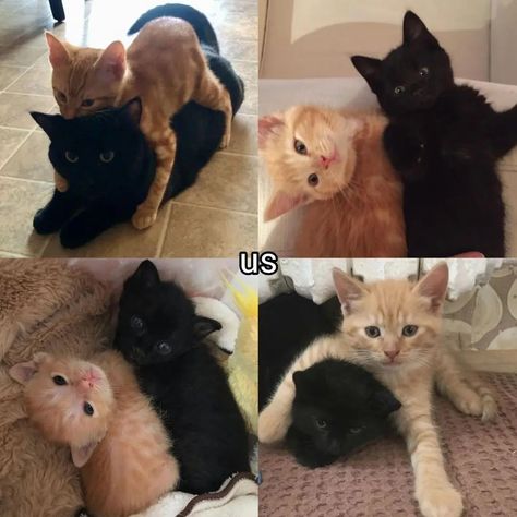 Tag the black cat to your orange cat. ♡ follow @jeonrencia for more! 🧋 ✧₊˚. Ginger Cat X Black Cat, Black Cat With Orange Cat, Orange And Black Cats Aesthetic, Black Cat And Orange Cat Couple Dynamic, Orange And Black Cat Matching Pfp, Black Cat Orange Cat Duo, Black And Orange Cat Duo, Orange And Black Cat Duo, Black Cat X Orange Cat