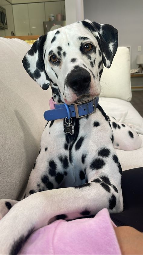 Dalmatian Puppy Aesthetic, Fluffy Dalmatian, Dalmatian Aesthetic, Dalmatian Puppy, Dalmatian Dog, Really Cute Dogs, Dalmatian Dogs, Pretty Dogs, Fluffy Animals