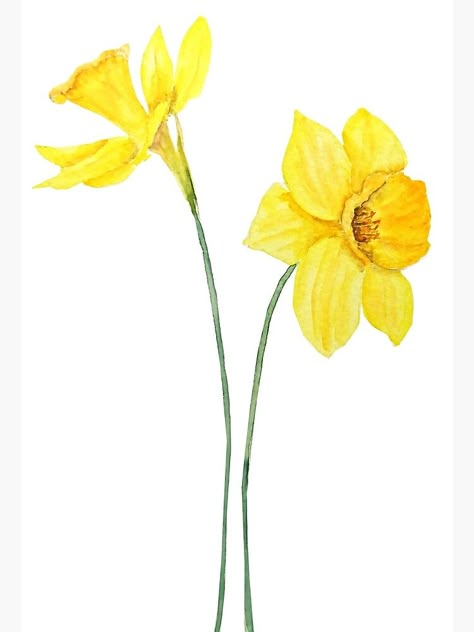 "yellow daffodils watercolor painting" Photographic Print by ColorandColor | Redbubble Daffodil Tattoo, Yellow Daffodils, Daffodil Flower, Watercolor Art Prints, Watercolor Cards, Birth Flowers, Watercolor And Ink, Watercolor Print, 그림 그리기