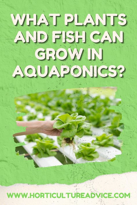 Hydroponic Gardening With Fish Pond, Small Scale Aquaponics Diy, Fish Tank Hydroponics Diy, Best Plants For Aquaponics, Hydrophobic Gardening, Greenhouse Reference, Diy Aquaponics Fish Tank, Aeroponics Diy, Aquaponics Fish Tank