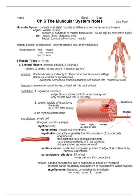 Ch 6 The Muscular System - notes + diagrams The Muscular System Anatomy, Anatomy And Physiology Notes Muscles, Muscles Notes Anatomy, The Skeletal System Notes, Muscular Tissue Notes, Musculoskeletal System Nursing Notes, Muscular System Anatomy Notes, Musculoskeletal System Notes, Muscular System Notes