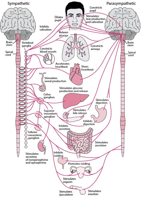 Overview of the Autonomic Nervous System - Brain, Spinal Cord, and Nerve Disorders - Merck Manuals Consumer Version Punkty Spustowe, Nerf Vague, Nerve Disorders, Human Nervous System, Heart Lungs, Medical Student Study, Brain Anatomy, Human Body Anatomy, Medical School Studying