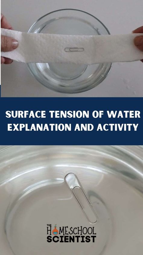 surface tension of water 1080 x 1920 px11 Science Inquiry, Homeschool Quotes, Surface Tension, Engage Kids, Homeschool Planner, Homeschool Organization, Kids Board, Science Resources, Homeschool Activities