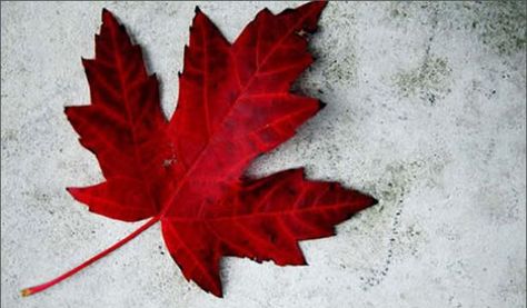 To celebrate our love of everything Canuck, we put together this page with fun activities, cute crafts and fab foods that shout "We're proud to be Canadian." Maple Leaf Tattoos, Red Maple Leaf, Canada Maple Leaf, I Am Canadian, Canadian Maple Leaf, Canada Eh, Happy Canada Day, Red Pictures, O Canada