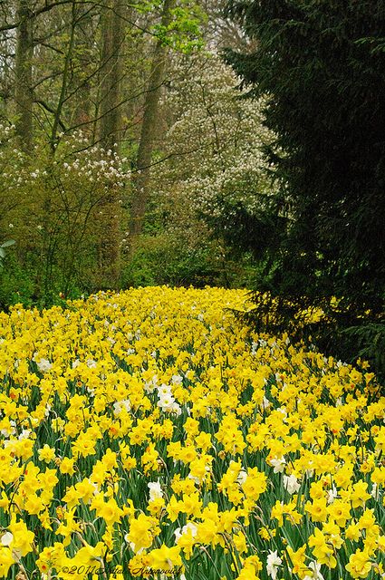 Keukenhof Garden, Yellow Flower Garden, White Daffodils, Types Of Oranges, Keukenhof Gardens, Yellow Wedding Flowers, Matka Natura, Spring Yellow, Yellow Blossom