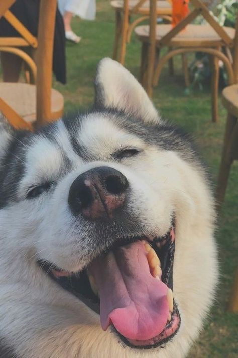 Husky puppy playing in the | #Husky_Dogs_Cute #Husky_Cute_Wallpaper #Siberian_Husky_Aesthetic #Siberian_Husky_Wallpaper Siberian Husky Aesthetic, Siberian Husky Wallpaper, Makenzie Core, Husky Wallpaper, Husky Images, Huskies Puppies, Husky Pictures, Husky Grooming, Haski Dog