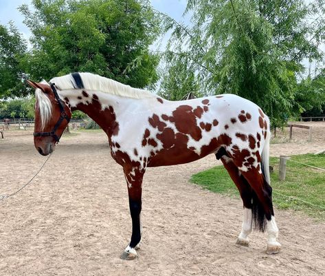 Horses With Unique Markings, Paint Horse Breed, Horses Together, Rare Horse Colors, Horses Funny, Unusual Horse, Funny Horse Pictures, Horse Markings, Horse Coat Colors