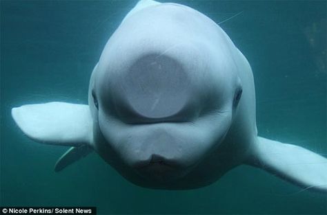 Curious Beluga Whale Squashed Nose with Glass Beluga Whale, Water, Glass, White