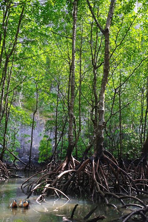 Mangroves Aesthetic, Mangrove Forest Photography, Mangrove Forest Aesthetic, Mangrove Photography, Wallpaper Plants Aesthetic, Mangrove Ecosystem, Coastal Couple, Coastal Forest, Wallpaper Plants