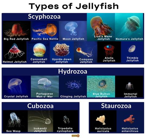 Jellyfish Species Chart, Type Of Jellyfish, Jellyfish Hoodie, Types Of Jellyfish, Bioluminescent Jellyfish, Jellyfish Species, Box Jellyfish, Jellyfish Tentacles, Jellyfish Facts