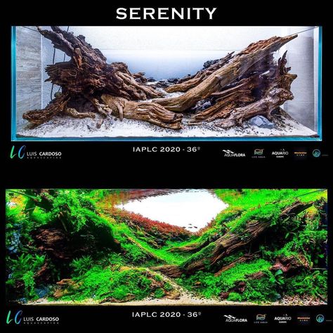 ⬆️ Upgrade Your Planted Tank on Instagram: “SERENITY - an aquascaping project created by Luis Cardoso 🇵🇹 @luis_cardoso_aqsc” Nature Aquascape, Aquarium Inspiration, Aquascape Design, Fresh Water Fish Tank, Planted Tank, Aquarium Landscape, Nature Aquarium, Nature Style, Fish Tanks