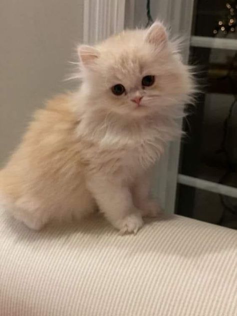 Persian Kitten Aesthetic, Ginger Persian Kitten, Doll Face Persian Kittens, Cute Kittens Pictures, White Ragdoll Kitten, Persian Cat Aesthetic, Aesthetic Cat Pictures, Cute Persian Cats, Fuzzy Kittens