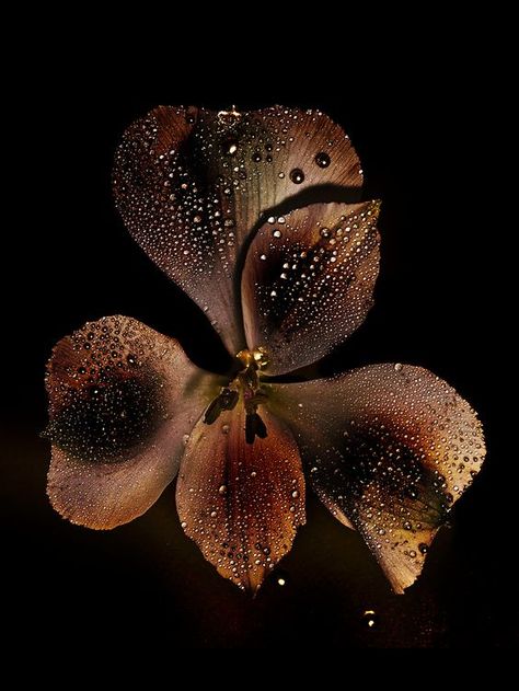 A Flower, Black Background, A Black, Water, On Instagram, Black, Instagram