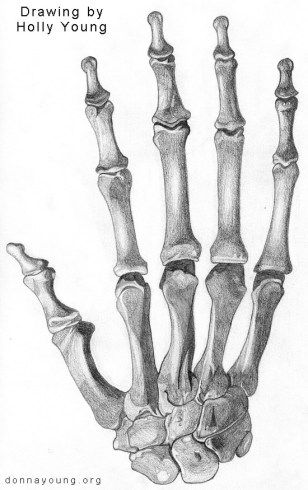 donnayoung.com art - skeleton hand by Holly Skeleton Anatomy, Anatomy References, Teaching Drawing, Skeleton Drawings, Human Anatomy Drawing, Human Skeleton, Human Anatomy Art, Anatomy Sketches, Homeschool Planner