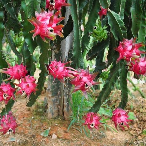 Dragon blood tree