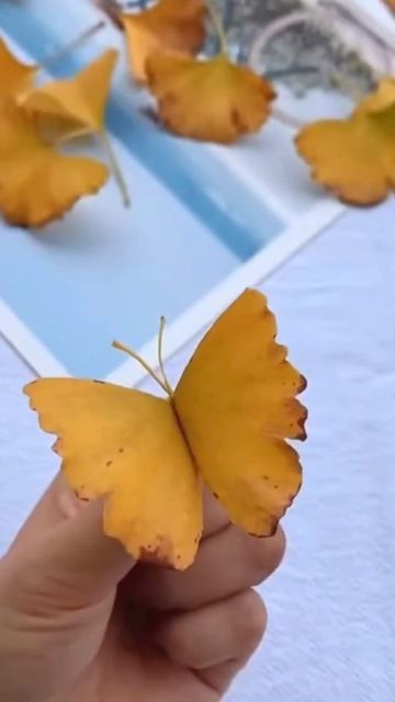 Gingko Leaves, Ginkgo Leaves, Autumn Display, Autumn Crafts, Ginkgo Biloba, Leaf Logo, Ginkgo Leaf, Inspo Board, October 25