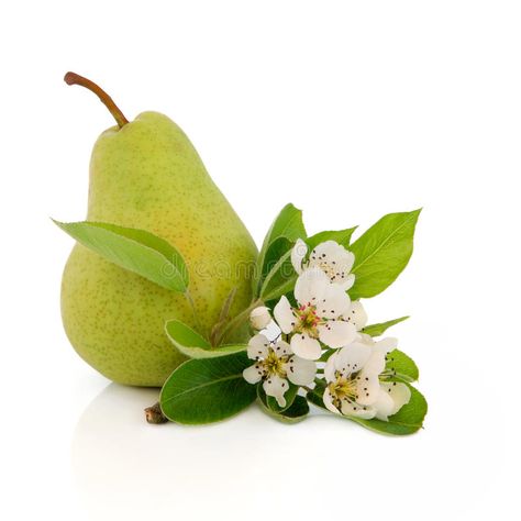 Flower Aesthetics, Pear Flower, Candle Fragrance Oil, Lemon Blossoms, Pear Blossom, Pear Fruit, Lemon Pepper Chicken, Lemon Cookies, Chicken Stuffed Peppers