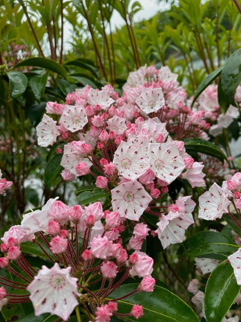 of Kalmia latifolia Kalmia Flower, Trillium Plant, Kalmia Latifolia, Bush Plant, Coastal Plain, Mountain Laurel, Plant Images, Scientific Name, Carnivorous Plants