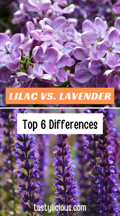 lilac lavender difference | lavender vs lilac scent | difference between lilac and lavender | fall recipes dinner | healthy lunch ideas | dinner ideas | breakfast ideas | easy healthy dinner recipes Lavender Vs Lilac, Lilac Vs Lavender, Breakfast Ideas Easy Healthy, Fall Recipes Dinner, Lilac Varieties, Breakfast Ideas Easy, Lilac Plant, Lavender Varieties, Lavender Uses