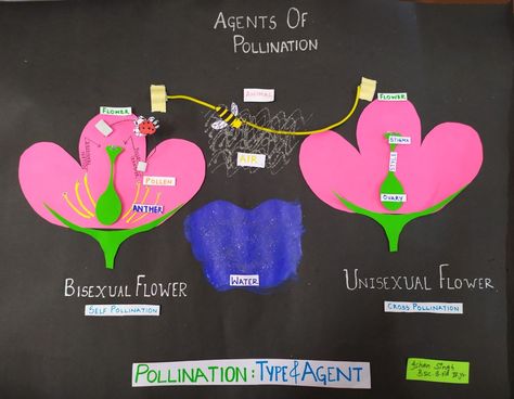 Agents of pollination Flower Pollination Activity, Pollination Project, Pollination Activity, Garden Show, Water Flowers, School Activities, Flower Garden, Science, Flowers