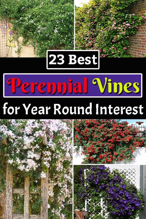 Having plants in your landscape is always a good idea to enhance the appeal! Here are some of the Best Perennial Vines you can grow! Grow Vines On House, Evergreen Vines Climbing Zone 7, Perennial Vines Climbing, Lilly Flower Aesthetic, Flower Aesthetic Dark, Virginia Creeper Vine, Perennial Flowering Vines, Vine Fence, Fast Growing Vines