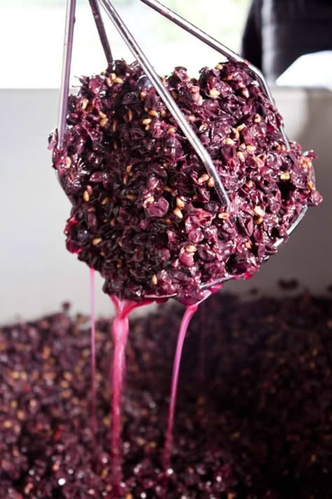 Grape Recipe, Homemade Wine Recipes, Clay Pigeon, Wine Images, Make Your Own Wine, Making Wine, Wine Knowledge, Cheese Maker, Wine Magazine