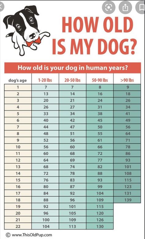 Dog Age Chart, Maltese Haircut, Foods Dogs Can Eat, Meds For Dogs, Pets Stuff, Shitzu Dogs, Front Porch Concrete, Dog Remedies, Healthy Dog Treats Homemade