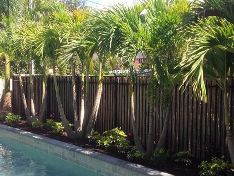 Palm Trees - Sarasota Landscaping Inc. Date Palms, Exterior Siding Options, Landscaping Along Fence, Palm Trees Landscaping, Christmas Palm Tree, Florida Landscaping, Siding Options, Swimming Pool Landscaping, Tropical Landscape