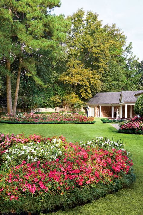 Don’t Settle for Scraggly Azaleas Azaleas Landscaping Front Yards, When To Prune Azaleas, Pruning Azaleas, Azaleas Landscaping, Landscaping Front Yards, Azaleas Care, Azalea Bush, Azaleas Garden, Landscaping Curb Appeal