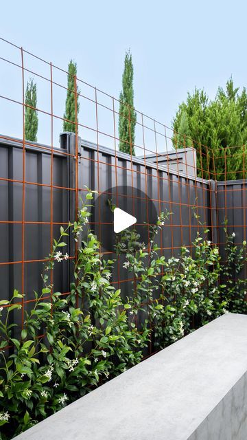 Wrap Around Garden Design, Star Jasmine Fence, Plants On Fence, Star Jasmine Wall, Star Jasmine Trellis, Jasmine Climber, Cliff View, Evergreen Climbers, Trachelospermum Jasminoides