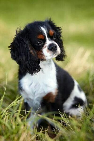 Cavalier King Charles Spaniel Puppy, Cavalier King Spaniel, King Spaniel, Cavalier King Charles Spaniel Tricolor, King Charles Puppy, Cavalier King Charles Dog, Dog Calendar, King Charles Dog, King Charles Cavalier Spaniel Puppy