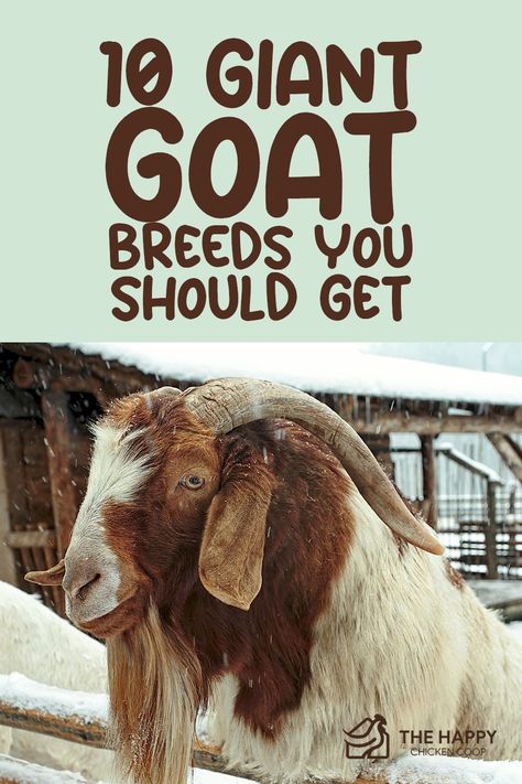 If you’re looking for some of the biggest, baddest goats on the block, we got the list for you! Here are 10 giant goat breeds that can suit your different homesteading needs! Damascus Goat, Kiko Goats, Goat Ideas, Types Of Goats, Goat Breeds, Alpine Goats, Keeping Goats, Farming Ideas, Goat Herding