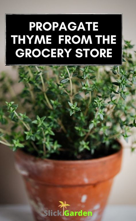 How To Propagate Herbs From Cuttings, Grow Thyme Indoors, How To Propagate Herbs, Growing Thyme In Pots, How To Propagate Thyme, Growing Thyme Indoors, Herb Preserving, Propagating Herbs, Grow Thyme