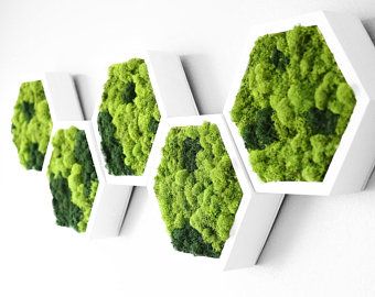 Mos Wand, Moss Decor, Moss Wall Art, Moss Art, Succulent Wall, Honeycomb Design, Moss Wall, Wall Garden, Accent Wall Decor