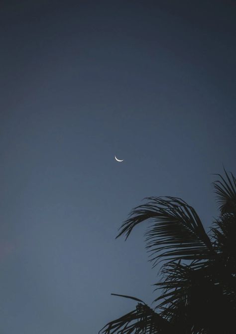 A Crescent Moon and Silhouetted Palm Tree Leaves · Free Stock Photo