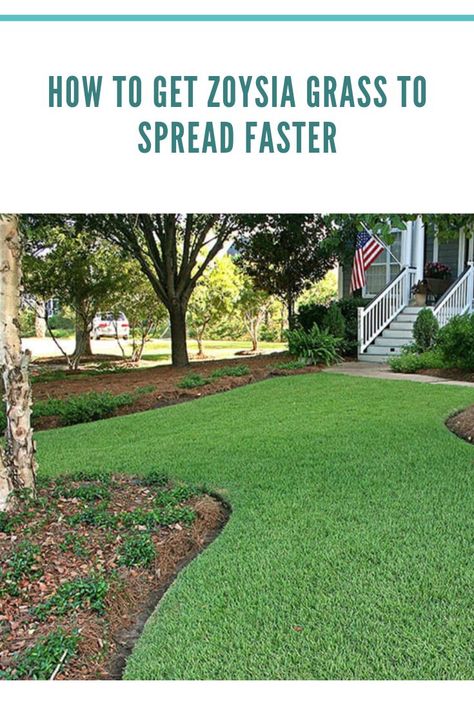 how to get zoysia grass to spread faster Zoysia Grass Care, Lawn Renovation, Zoysia Grass, Growing Grass, Types Of Grass, Grasses Landscaping, Grass Flower, Lawn Maintenance, Veg Garden