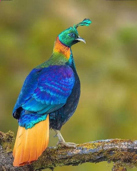 Carter Crow on Instagram: "@subramanya.c The Himalayan monal (Lophophorus impejanus), also called Impeyan monal and Impeyan pheasant, is a pheasant native to Himalayan forests and shrublands at elevations of 2,100–4,500 m. It is part of the family Phasianidae and is listed as Least Concern on the IUCN Red List. It is the national bird of Nepal, where it is known as the danphe or danfe, and state bird of Uttarakhand, India, where it is known as monal.The scientific name commemorates Lady Mary I Himalayan Monal, Wild Chicken, Joker Drawings, Tiny Animals, Animals Amazing, State Birds, Lady Mary, Animal Crafts For Kids, Mary I