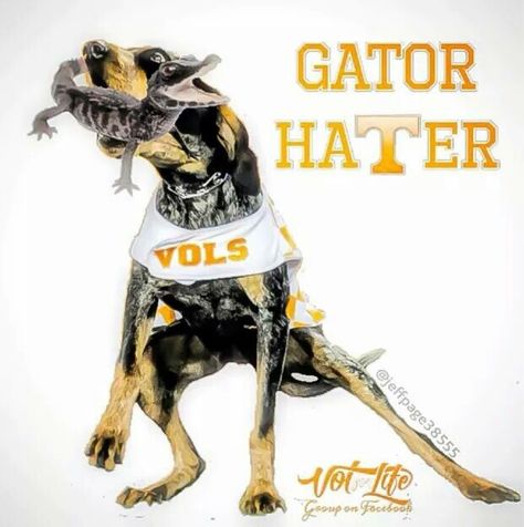 Gator Hater Florida Gator Memes, Tennessee Mascot, College Football Memes, Tn Vols Football, Tn Titans, University Of Tn, Tn Football, Rocky Top Tennessee, Tennessee Volunteers Football