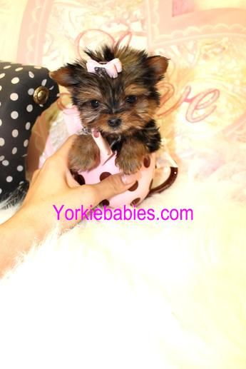 Teacup Yorkies for Sale | Tea Cup | Breeder | Puppies |Micro | Tiny Male Yorkie, Micro Teacup Yorkie, Yorkie Teacup, Teacup Yorkies For Sale, Lover Image, Yorkie Breeders, Teacup Yorkie For Sale, Micro Teacup Puppies, Teacup Yorkies