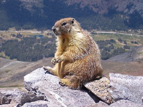 Pregnant Animals, Blue Winged Olive, Animals That Hibernate, Hunting Lifestyle, Orvis Fly Fishing, Human Environment, Ground Squirrel, Calm Mind, Fly Fishing Gear