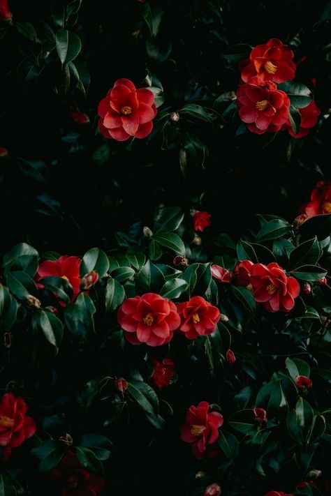 Red Camellia Tattoo, Black Red Green Aesthetic, Red Camellia Aesthetic, Red Camilla Flower, Camellia Flower Aesthetic, Camellia Aesthetic, Camellia Wallpaper, Red And Green Aesthetic, Dark Flower Aesthetic