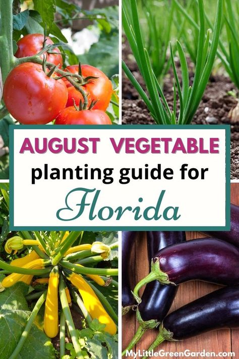 While August is a hot month here in Florida, there are still a few vegetables that you can plant. If you’re looking to start your first garden, our best growing season is just around the corner. But if you really want to try growing something this month, keep on reading to learn what to plant in August in Central Florida – Zone 9b. What To Plant In August, Zone 9 Gardening, What To Plant When, Vegetable Planting Guide, Zone 9b, Backyard Food, August Garden, Seedlings Indoors, First Garden