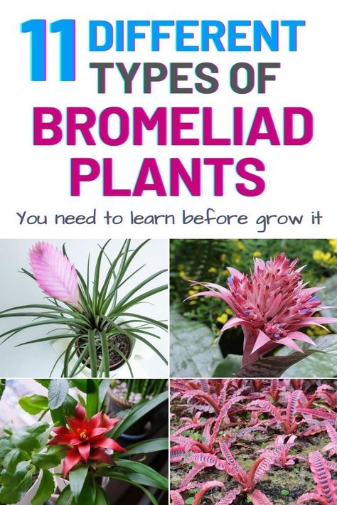 Here I would like to share with you some different types of bromeliads so that you can learn the differences between them before start to grown it. #bromeliad #plant #growing #gardening #catopsis #neoregelia #vriesea Bromeliad Landscaping Ideas, Bromeliads Indoor, Bromeliads Garden, Bromeliads Landscaping, Bromeliad Plant, Vege Garden, Florida Plants, Inside Garden, Gardens Ideas